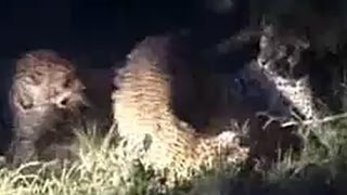 Major Fight Between 3 Leopards - Latest Wildlife Sightings