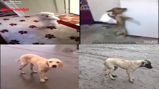 Halay Çeken 4 Köpek - 2023 Şfet