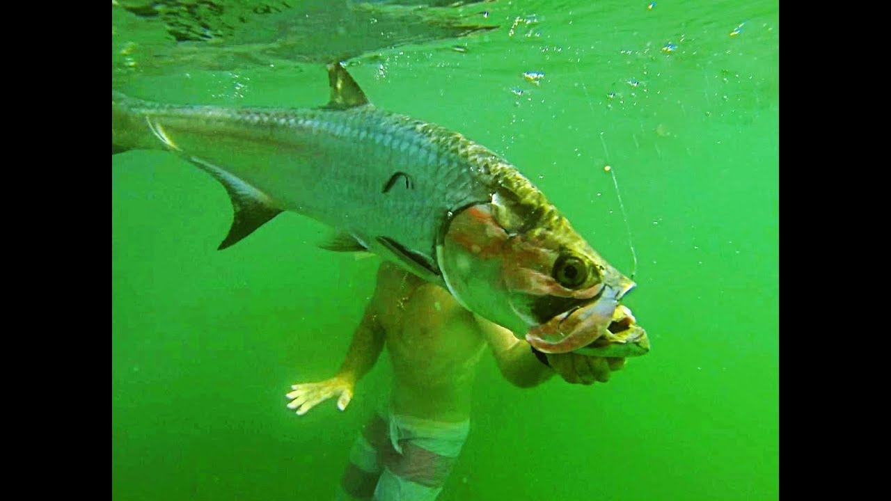 Tarpon Insanity