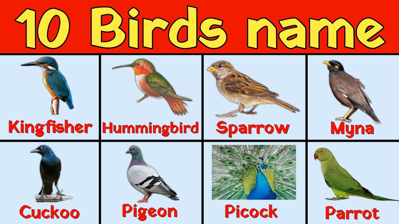 10 Birds Name in hindi and english | पक्षियों के नाम | Name of Birds in hindi 
