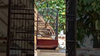 cucak jenggot full gereja.