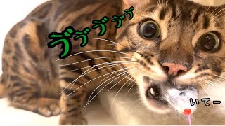 だってノア、ベンガル猫最強だから