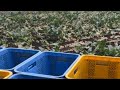 最高の雨中収穫