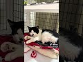 Frankie video