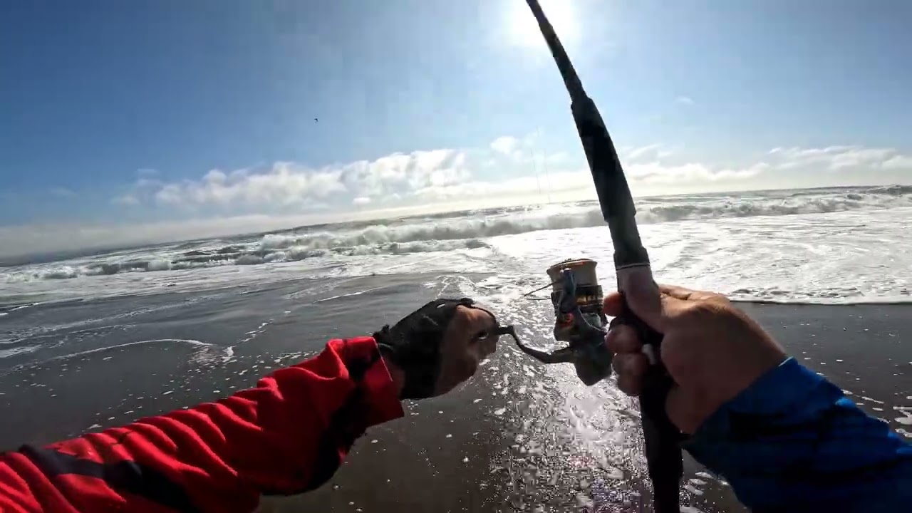 Corvinas 28 de enero 2026