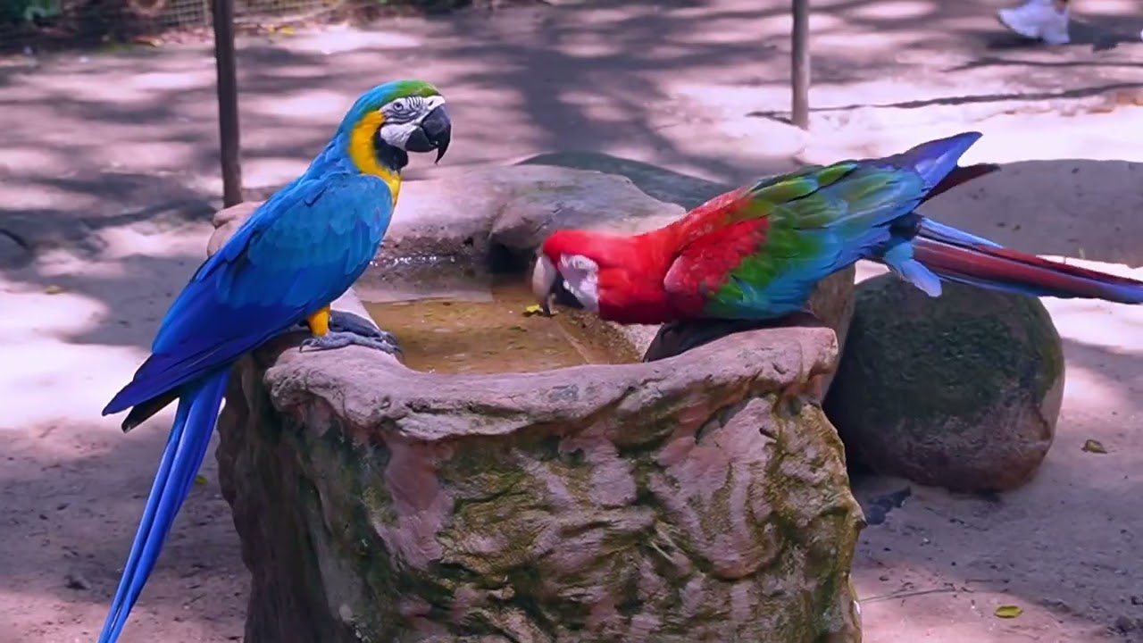 Parque das Aves - Foz do Iguaçu/PR