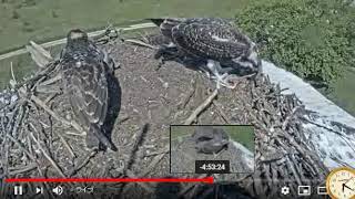 CollinsMarsh Osprey JT 190816 061944