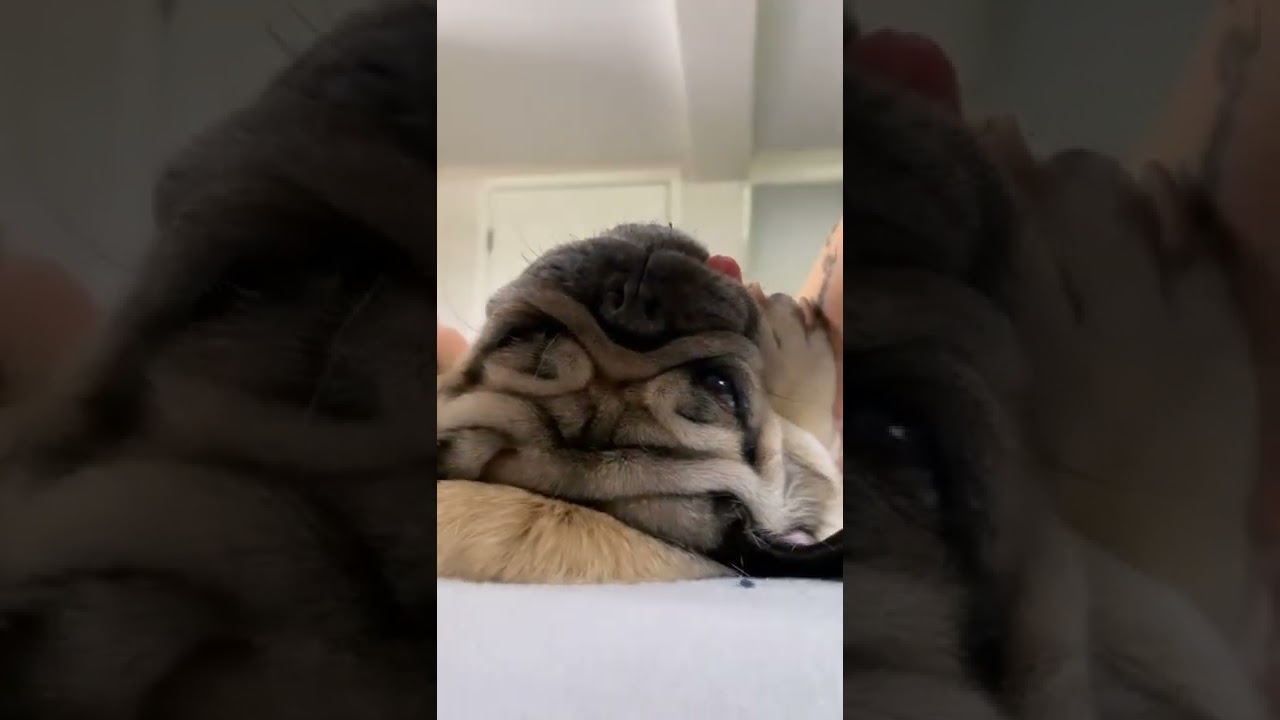 Doug the Pug || spa day Doug the Pug 