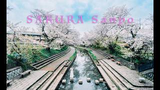 SAKURA Sanpo - Honoka Harumiya | Portrait video