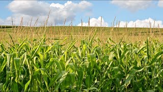 Iowa's infamous humidity: The science behind corn sweat