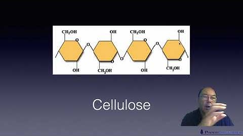 Level 2 Papermaking - Where Fibres come from