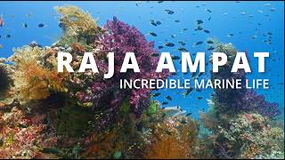 Scuba Diving Raja Ampat | The Incredible Marine Life of Dampier Strait | Indonesia | 4K