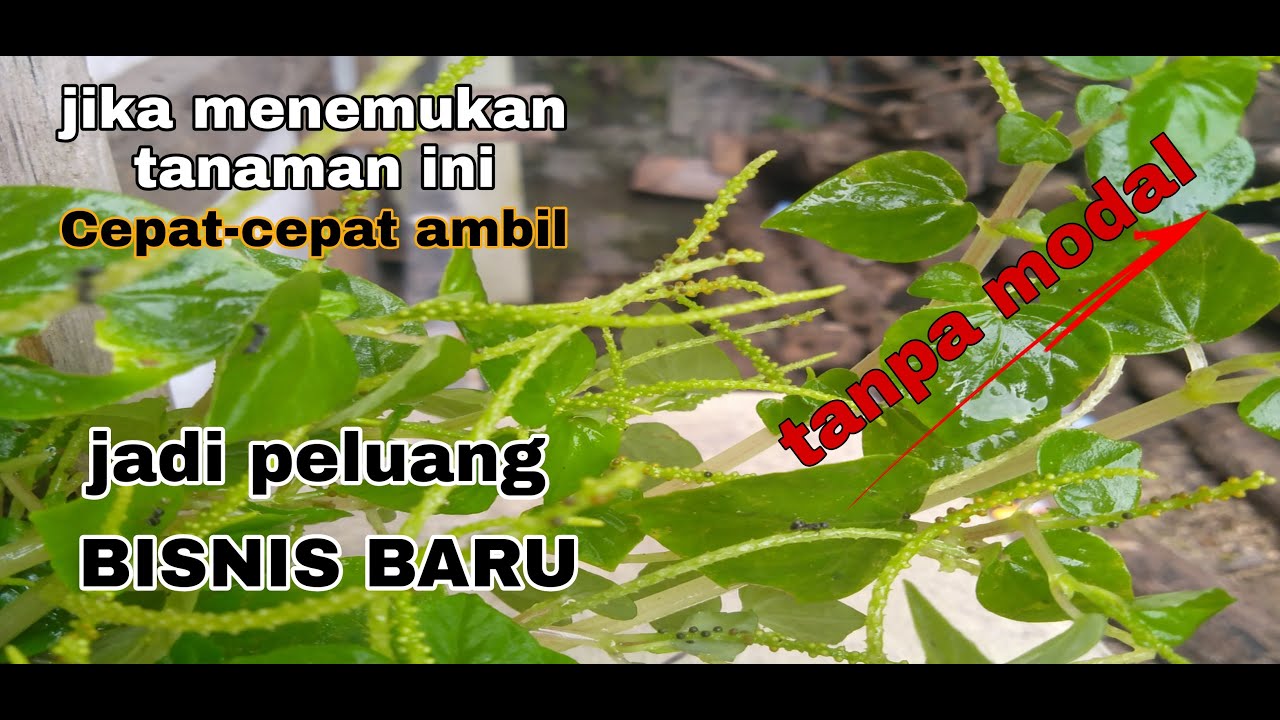 Khasiat dari tanaman sirih cina,mengobati berbagai penyakit 