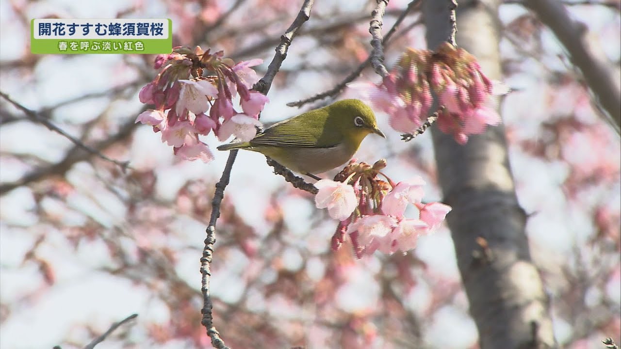 開花すすむ蜂須賀桜 テレビトクシマ Youtube