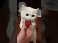 قط يأكل فراولة ماشاء الله Shorts Cat Cute Short قطط لطيف 