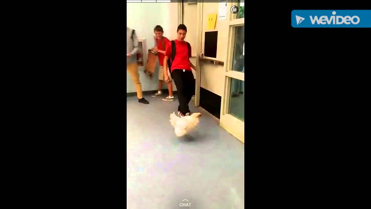 chicken prank (extended version) YouTube
