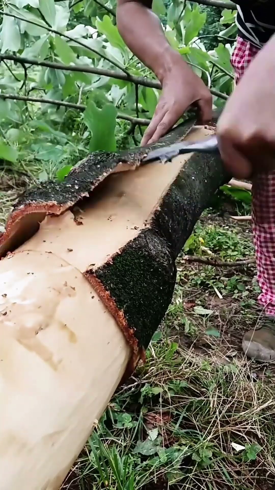 Log bark cutting process- Good tools and machinery make work easy