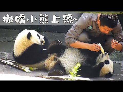 《熊貓早晚安》撒嬌小熊上線~ | iPanda熊貓頻道