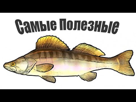 Если вы их поймали, никогда не отпускайте! Самые полезные речные рыбы!