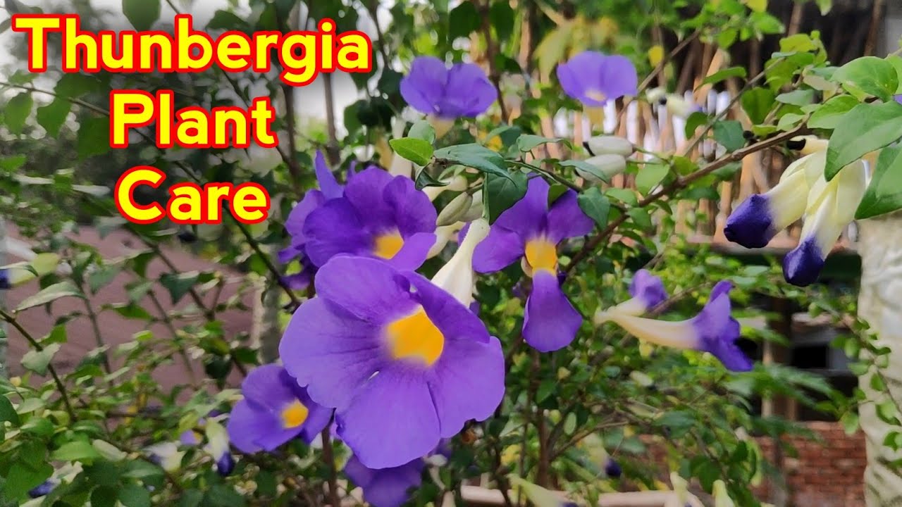 How To Grow Thunbergia Plant In Pot (IN HINDI) Thunbergia Plant Care