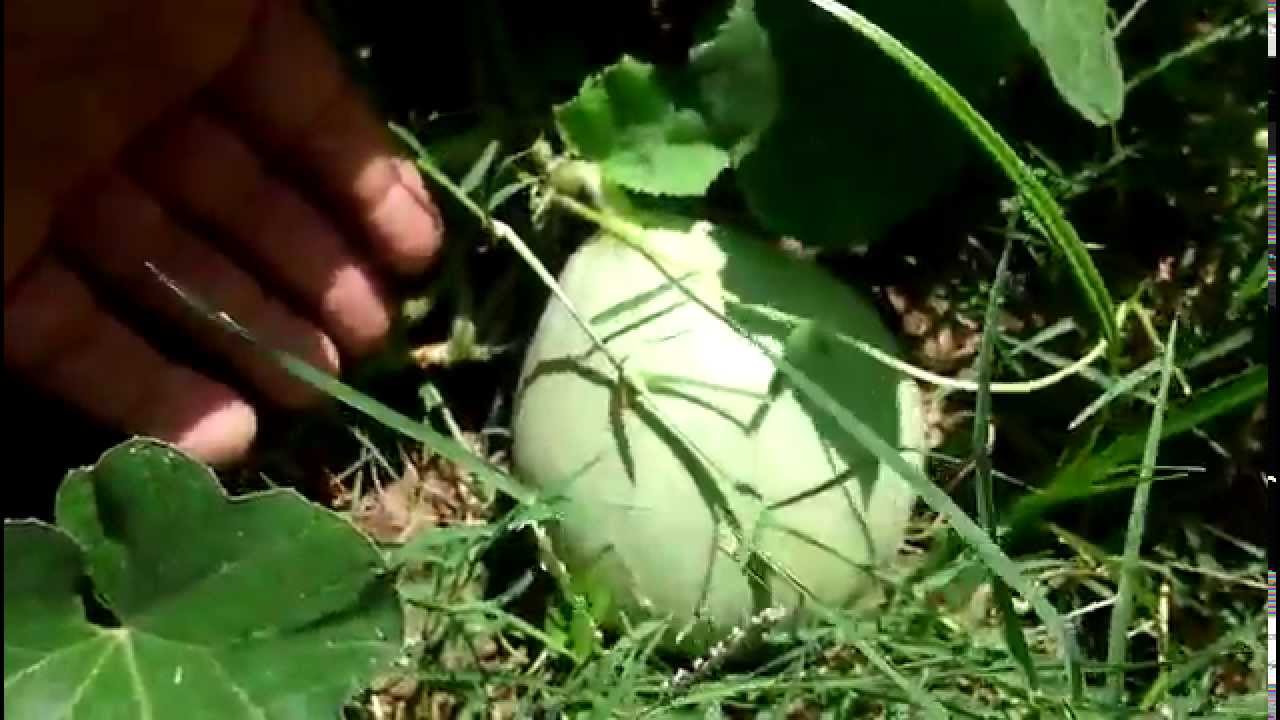 Cantaloupe Plant Stages