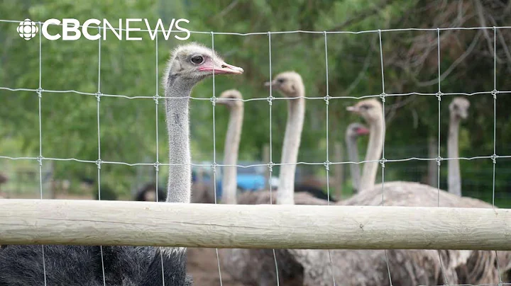 Shots heard at B.C. ostrich farm under cull order