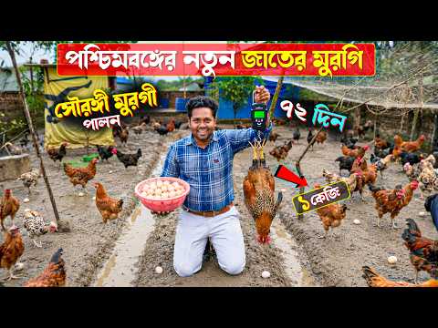 পশ্চিমবঙ্গে দেশি মুরগির বিকল্পে সৌরঙ্গী মুরগি চাষ | 72 দিনে 1কেজি ওজন | Desi Murgi Farming