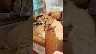 Bacho ki tarha pala tha simba ko😭#ytshorts #lionking #death #sad #brokenheart #crying #bigcat #yt