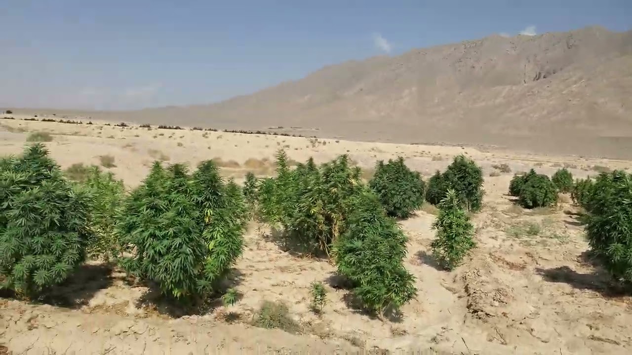 Pengav Village, Dasht Balochistan