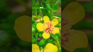 Kata Mutiara OrangTua #katamutiaraorangtua #quotes #shorts #shortvideo #shortsfeed