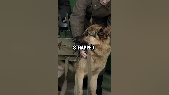 Why did the Soviets Use Dogs to Blow Up German Tanks?