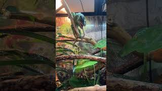 Venom's Unusual Food Adventure #shorts  Snail Dinner #reptiles #pantherchameleon
