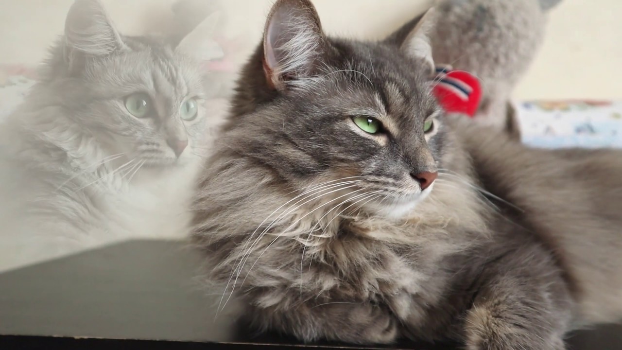 Romantic Cat Moments | Cute Pet Love - YouTube