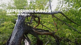 видео: Деревянное сафари часть 1 разведка (поиск коряги для аквариума) картинка: Деревянное сафари часть 1 разведка (поиск коряги для аквариума)