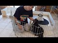 Getting Ready To Have Puppies の動画、YouTube動画。