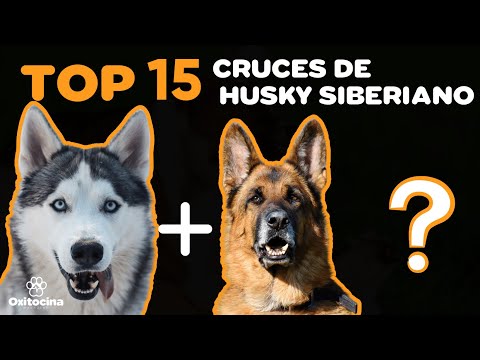 Video: La relación de un perro esquimal a un lobo