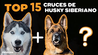 TOP 12 Cruces de Husky siberiano  con otras razas de perros screenshot 5