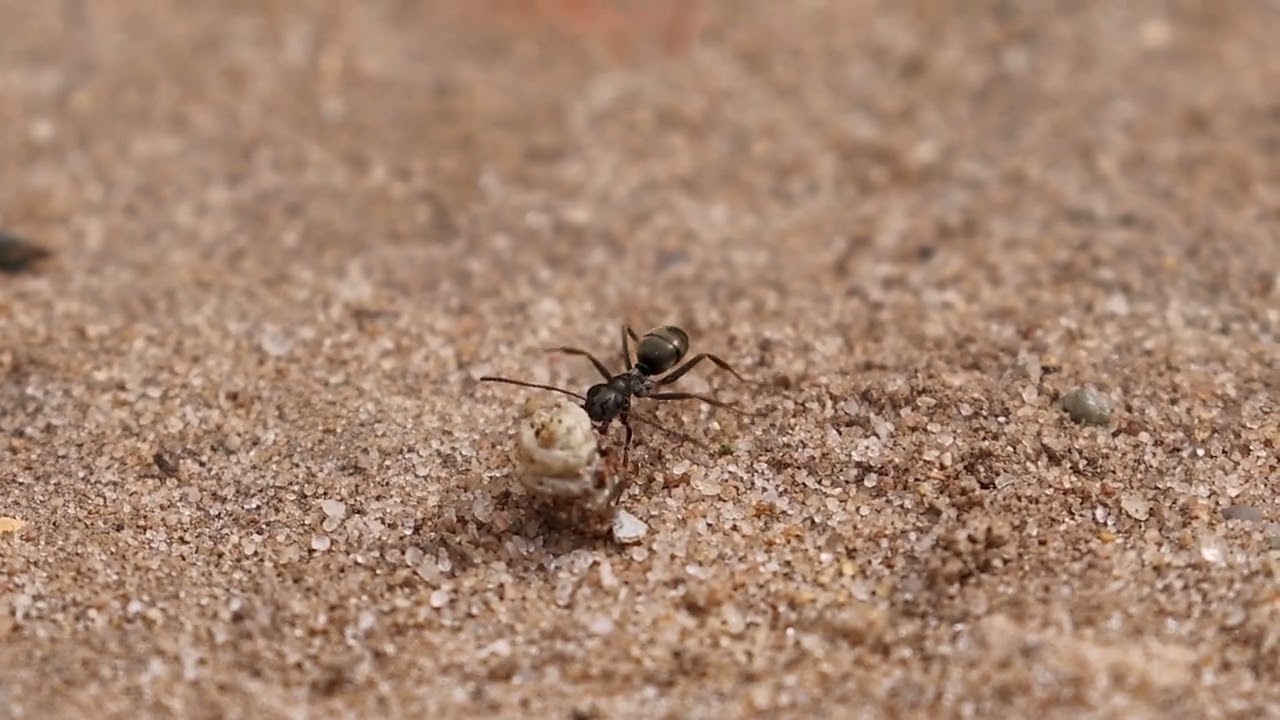 Ant foraging food