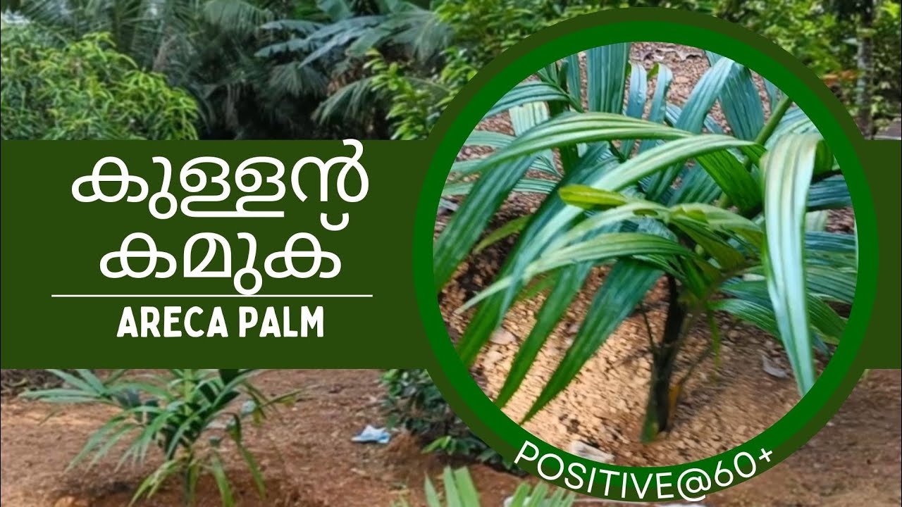 കുള്ളൻ കമുക് കൊള്ളാം