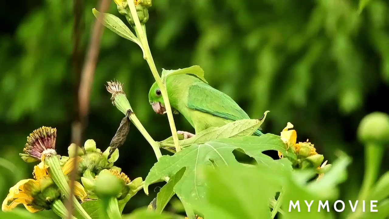 Birds ki pictures very beautiful YouTube