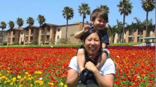 2012-4-27 The Flower Fields
