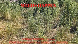 Sunday Morning Worship Service 7/19/2020 "Weeds Happen" Pastor Gary Grimes
