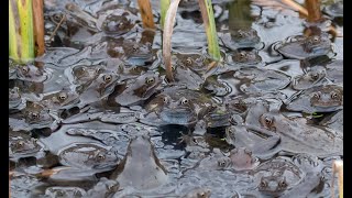 🐸 FROGS SPAWNING | UNDERWATER FOOTAGE | WITH SOUND | COMMON FROGS 🐸