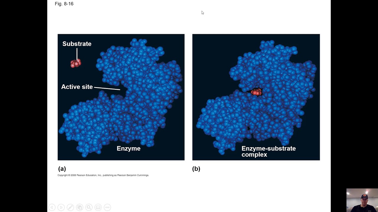 Action site. The Active Center of the Enzyme. Enzyme substrate. Субстрат фермента это. Active site.