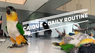 Thinking of Getting a Caique? Watch This - Day to Day Caique Routine