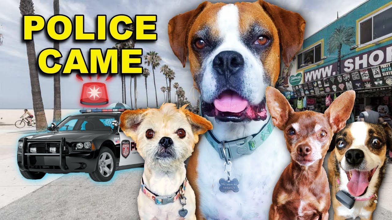 dogs day out rocky kanaka