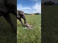 自分の体に付いているものが何なのかすら分からない動物