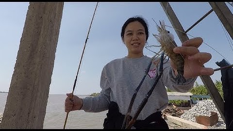 CÂU TÔM CÀNG XANH KHỦNG | SHRIMP FISHING