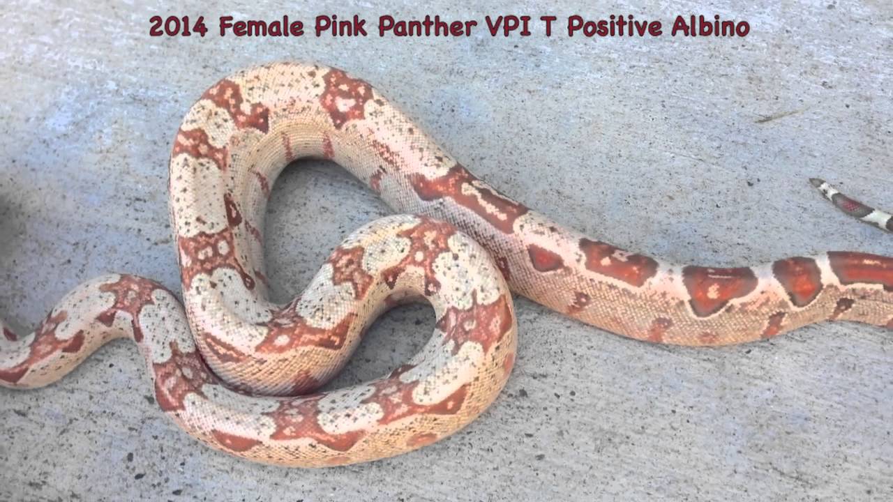 2014 Female Pink Panther VPI T Positive Albino Boa