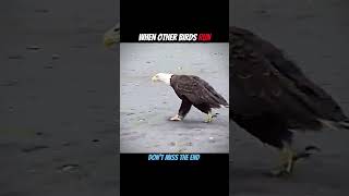 Road Runner Vs Slow Animals Who Wins?